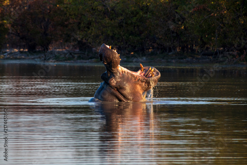 Photography Hippos in the water