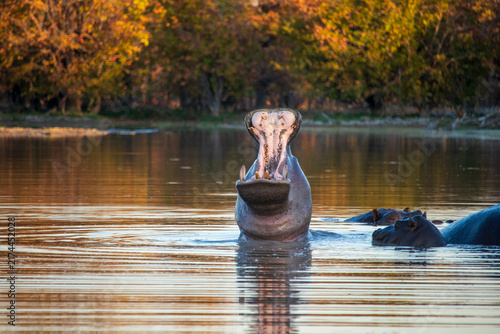 Photography Hippos in the water