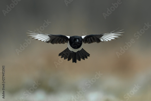 Eurasian Magpie Flying Head-On with Wings Fully Spread