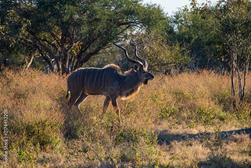 Photography Kudu Grazing