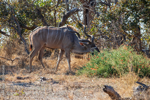 фотографія Kudu in Botswana