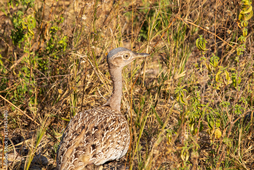 Cuadro en lienzo Kori bustard