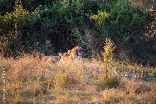 Photography Lions an a Field at Sunset in Botswana