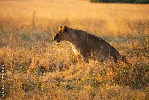 Photography Lions an a Field at Sunset in Botswana