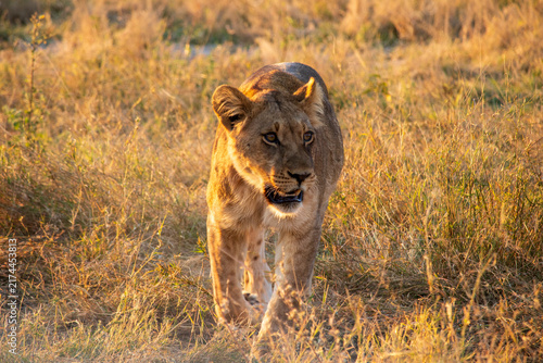 Photography Lions an a Field at Sunset in Botswana