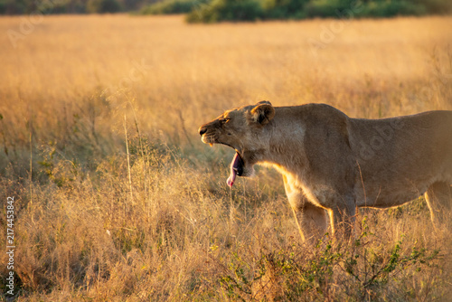 Photography Lions an a Field at Sunset in Botswana