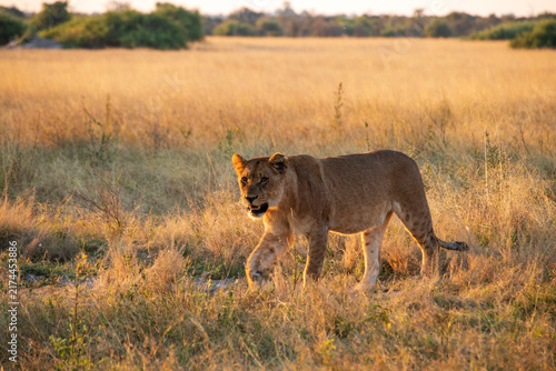 Photography Lions an a Field at Sunset in Botswana