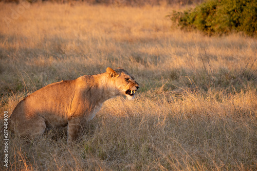 Canvas Print Lions an a Field at Sunset in Botswana