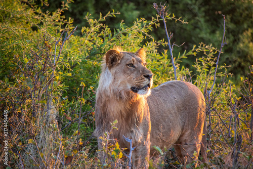 Canvas Print Lions an a Field at Sunset in Botswana