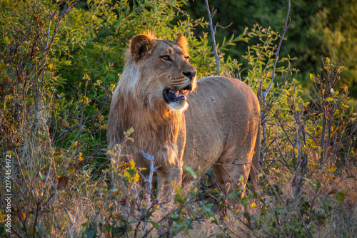 Photography Lions an a Field at Sunset in Botswana