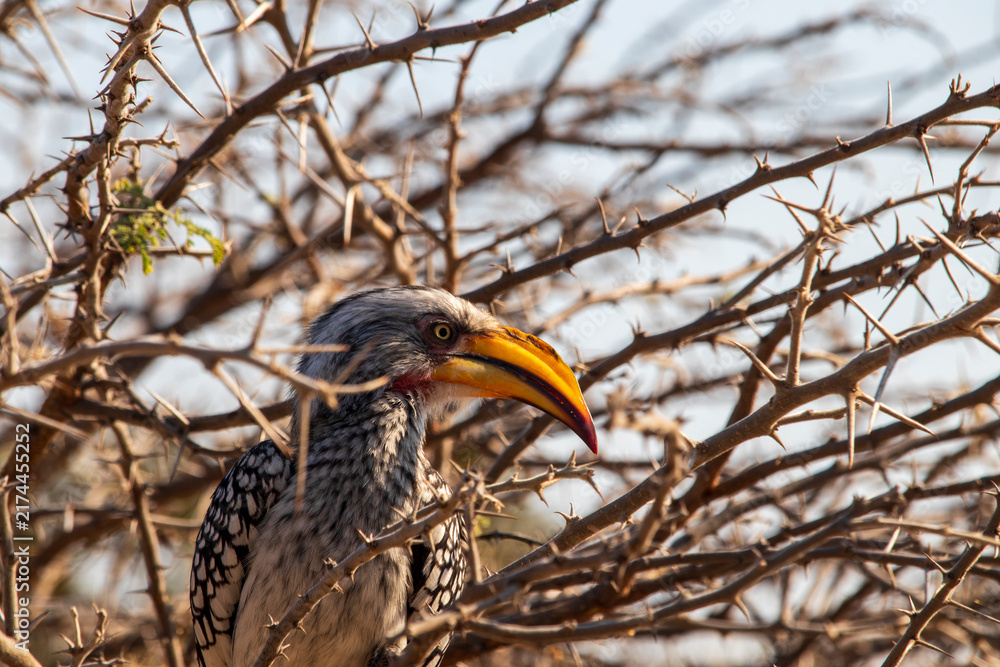 Naklejka premium hornbill bird in Botswana