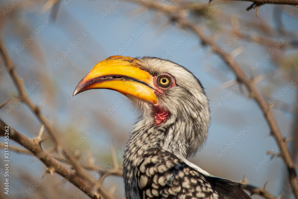 Naklejka premium hornbill bird in Botswana