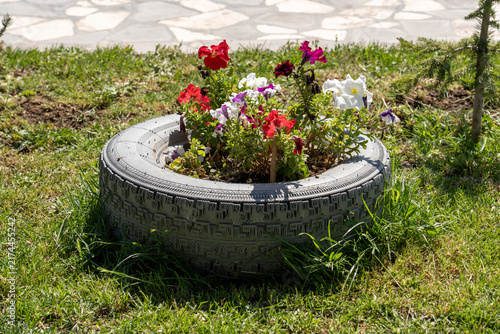 Title (EN): Colorful Petunia Flowers Blooming in a Recycled Tire Garden Planter.