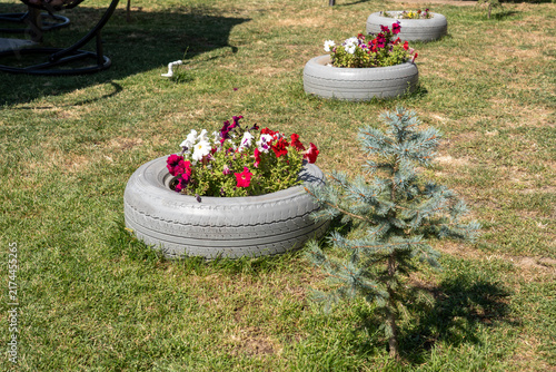 Title (EN): Colorful Petunia Flowers Blooming in a Recycled Tire Garden Planter.