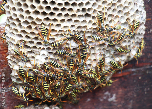 Canvastavla Paper wasps of the genus Polistes in a nest