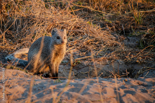 Cuadro en lienzo mongoose
