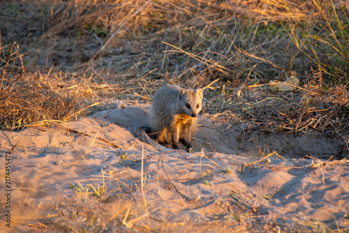 Foto mongoose