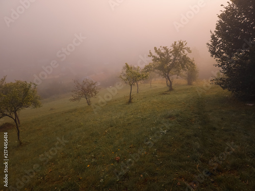 фотографія Atmospheric landscape photograph of a grassy hillside orchard shrouded in dense morning fog, with sparse fruit trees fading into the misty background