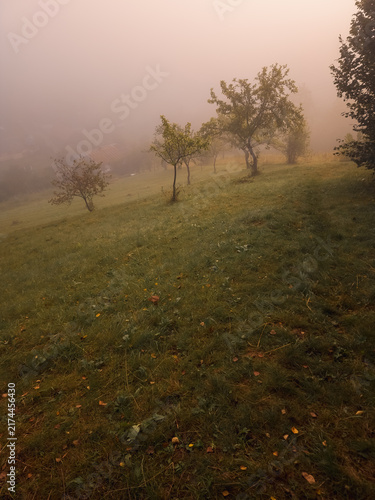 Fotografie Atmospheric landscape photograph of a grassy hillside orchard shrouded in dense morning fog, with sparse fruit trees fading into the misty background