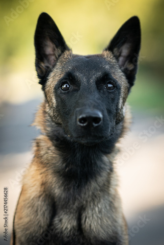 Fotografía Headshot of a female Belgian Shepherd Malinois looking away outdoors