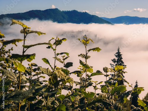 Photography Green leafy plants in foreground with thick misty fog floating over mountain val