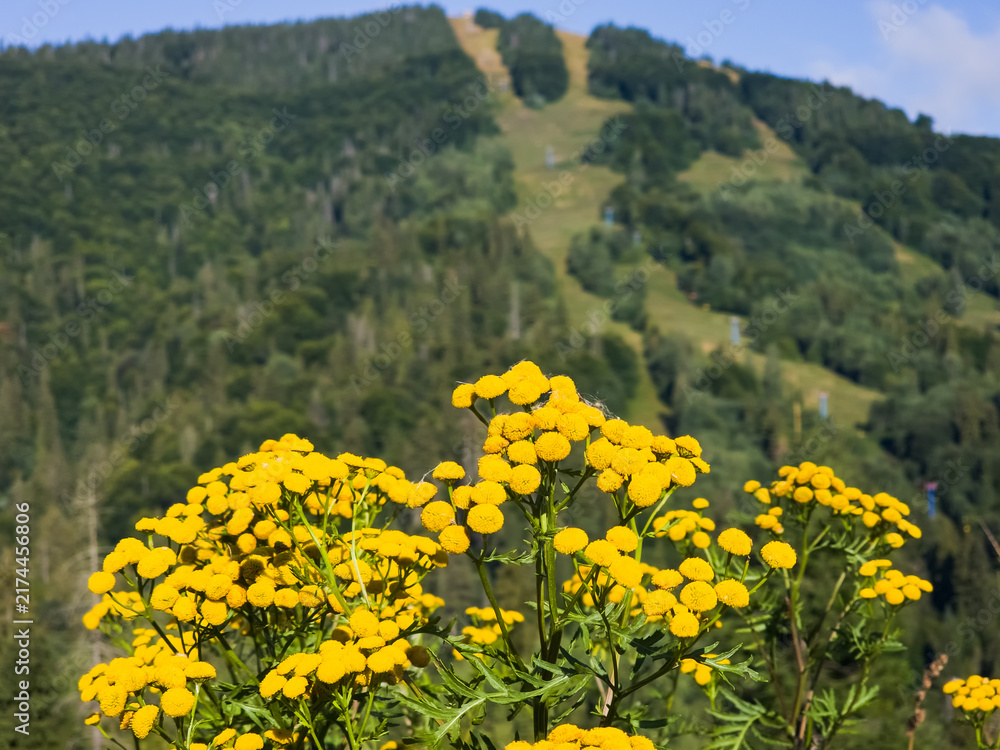 Fototapeta premium Bright yellow wild flowers tansy in foreground with scenic green mountain slope and forest in sunny weather, natural template for outdoor eco tourism and hiking adventure advertising