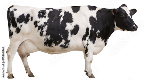 Fotografía Isolated healthy black and white Holstein dairy cow standing gracefully in profi