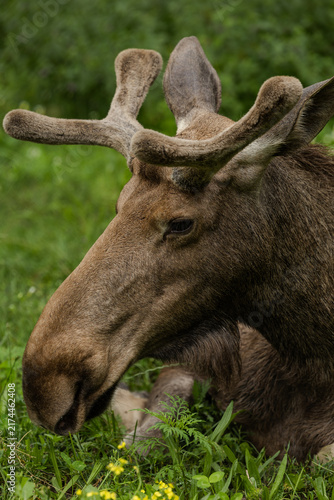 Obraz na płótnie moose in the forest, macro