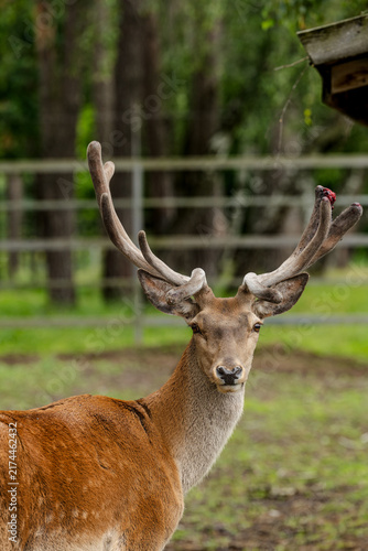 Canvas Print deer in the woods
