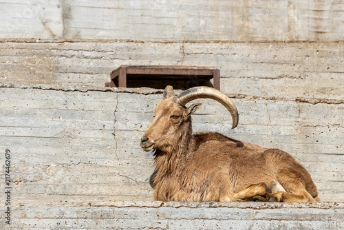 Konstfotografi Barbary sheep resting on a ledge