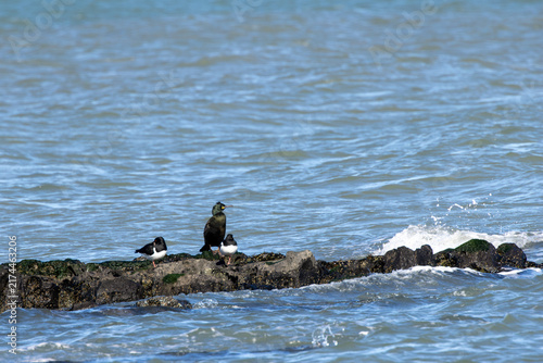 Canvas Print European shag and oystercatchers on a rock