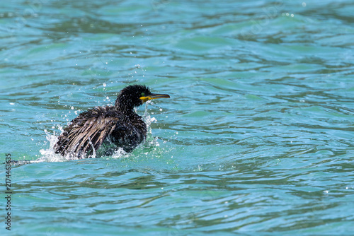 Photography Adult European shag bathing
