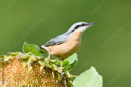 Canvastavla Eurasian Nuthatch Sitta europaea small passerine bird perched on top of a mature