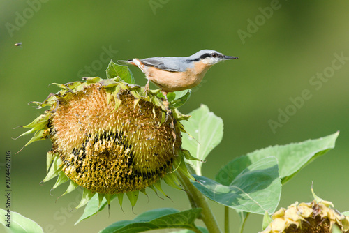 Quadro su tela Eurasian Nuthatch Sitta europaea small passerine bird perched on top of a mature