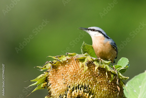 Quadro su tela Eurasian Nuthatch Sitta europaea small passerine bird perched on top of a mature