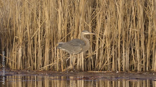 A Great Blue Heron steps out of the shallow water at the edge of a lake onto the ice and slips. The ice under its foot breaks and it flaps its wings to find a spot on thicker ice.