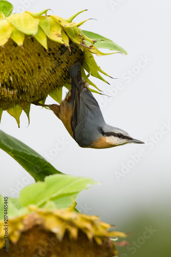 Photography Eurasian Nuthatch Sitta europaea small passerine bird perched on top of a mature