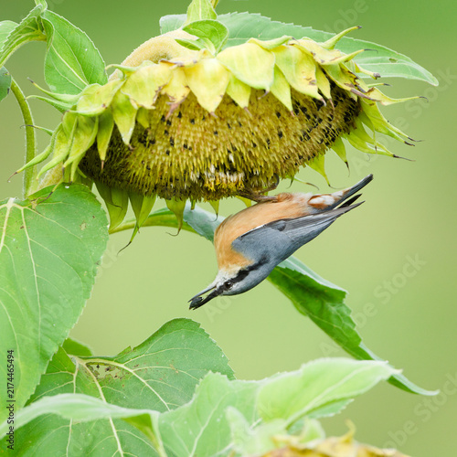Obraz na plátně Eurasian Nuthatch Sitta europaea small passerine bird perched on top of a mature