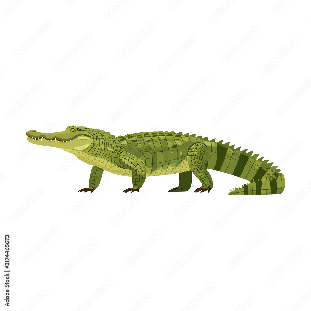 Fototapeta premium Green Alligator Illustration on White Background, Side View