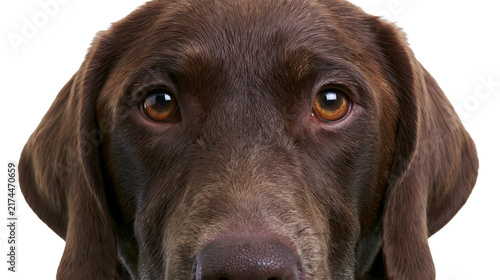 Obraz na płótnie Isolated captivating close-up portrait of a chocolate Labrador retriever dog looking directly with soulful eyes