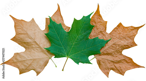 Obraz na plátně Isolated vibrant green leaf contrasting with dry brown autumn leaves in a seasonal display