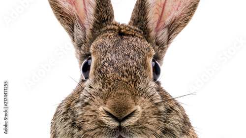 Foto Isolated adorable bunny face portrait with long whiskers and ears looking at vie