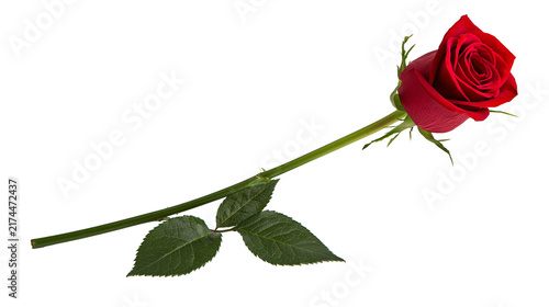 Canvastavla Isolated beautiful vibrant single red rose flower with green stem and delicate l
