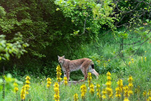 Canvas Print Magnificent Eurasian lynx standing gracefully amidst vibrant yellow spring flowers and lush green foliage at the Arcturos environmental protection center in Agrapidia Florina Northern Greece