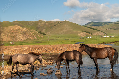 Wild horses in the mountains (Mongolia)