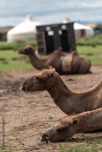 Camels in the field