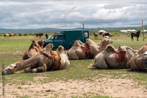 Herd of camels with dilapidated van