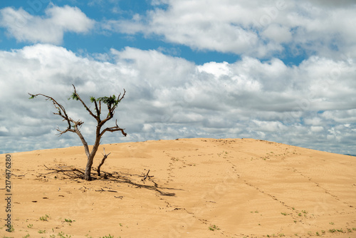 Gobi Desert scene with dunes and (dead) trees