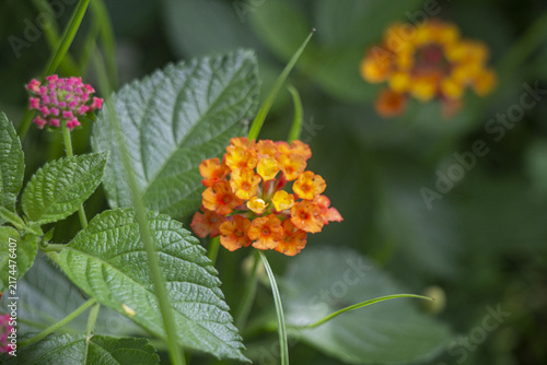 Foto Orange and Pink Lantana Flowers with Green Leaves in Garden