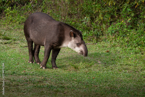 Konstfotografi Tapir o anta